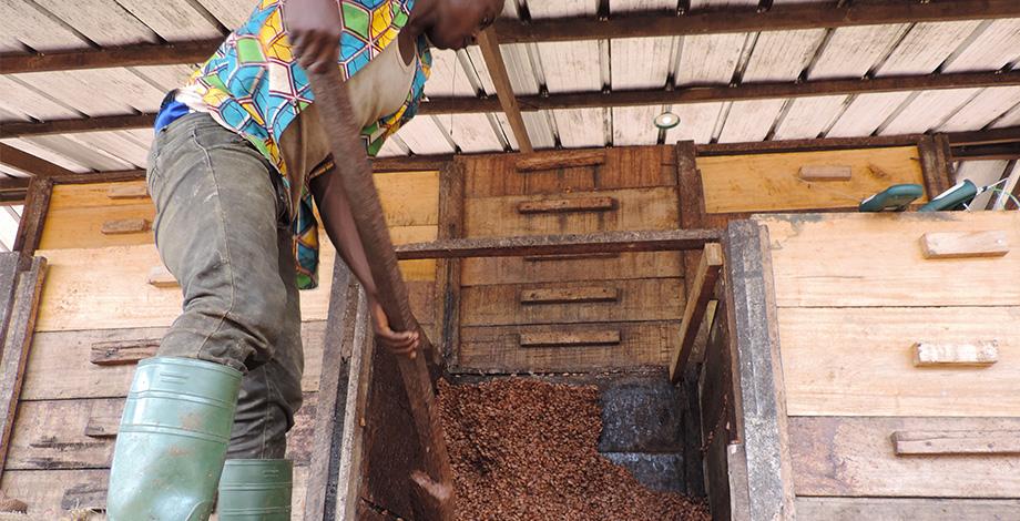 Brassage du cacao après 48 heures de fermentation