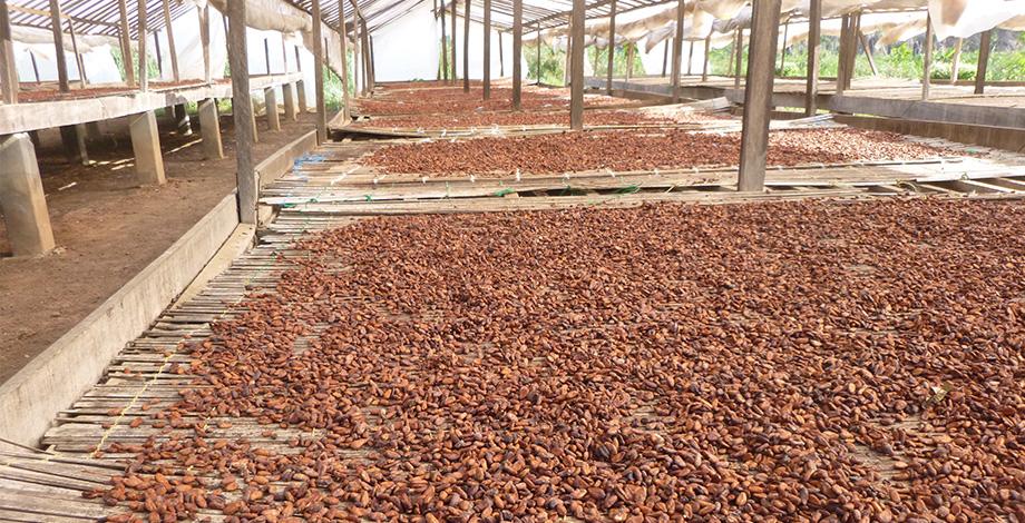 Cacao fermenté sur aire de séchage