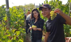La délégation japonaise en pleine vendange du vignoble expérimental du campus de La Gaillarde