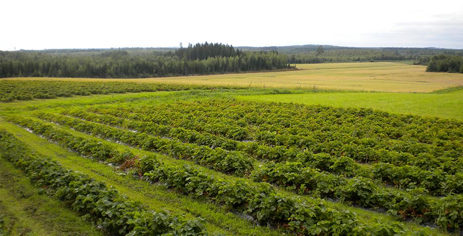 Diversifier les agrosystèmes pour réduire la dépendance aux pesticides, fraises biologiques en Finlande